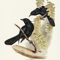 Keraudren's Crow Shrike
