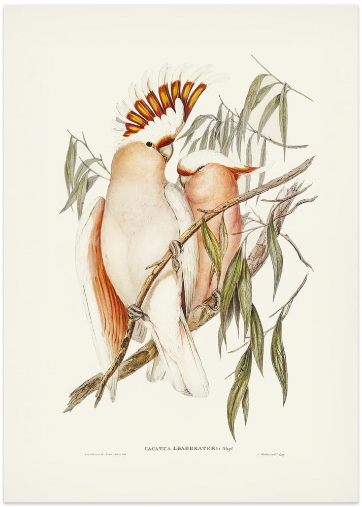 Leadbeater's Cockatoo