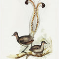 Lyre Bird