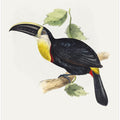 Osculant Toucan