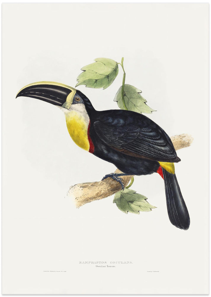 Osculant Toucan