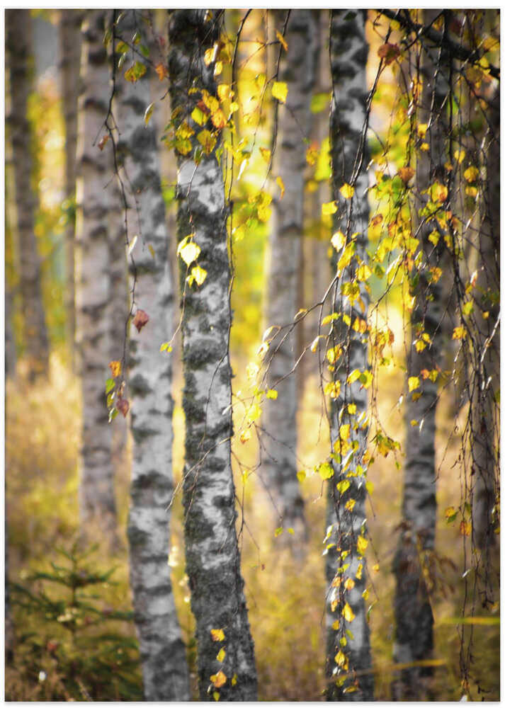 Birch Ballet