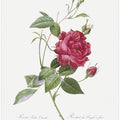 Blood Red Bengal Rose, Les Roses (1817–1824)