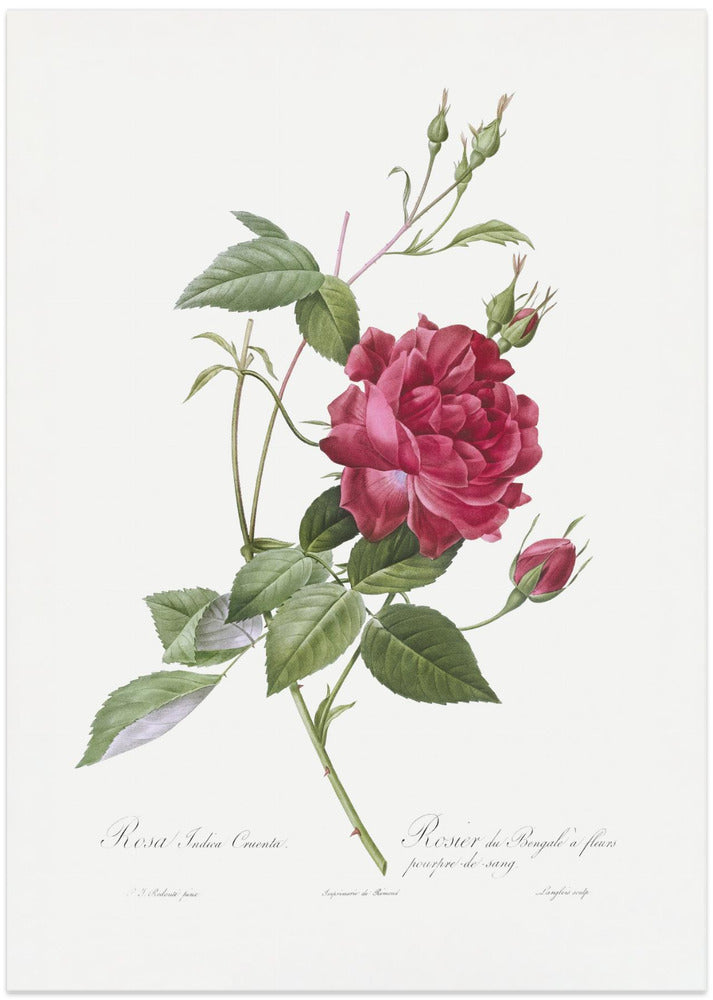 Blood Red Bengal Rose, Les Roses (1817–1824)