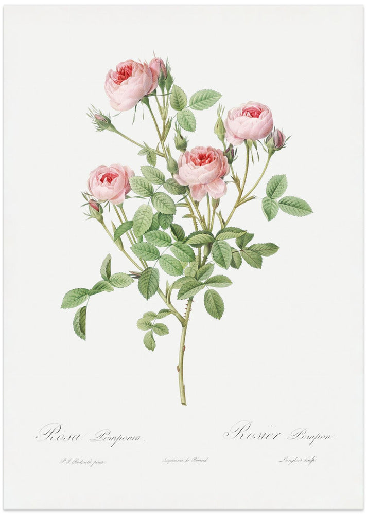 Burgundian Rose, Les Roses (1817–1824)