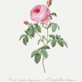Burgundy Cabbage Rose, Les Roses (1817–1824)