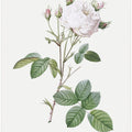 Cabbage Rose White Provence, Les Roses (1817–1824)