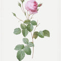 Crenate Leaved Cabbage Rose, Les Roses (1817–1824)