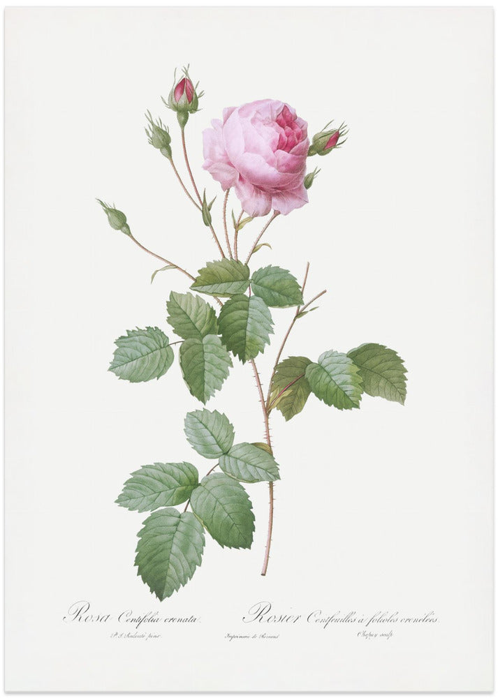 Crenate Leaved Cabbage Rose, Les Roses (1817–1824)