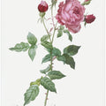 Provence Rose, Les Roses (1817–1824)