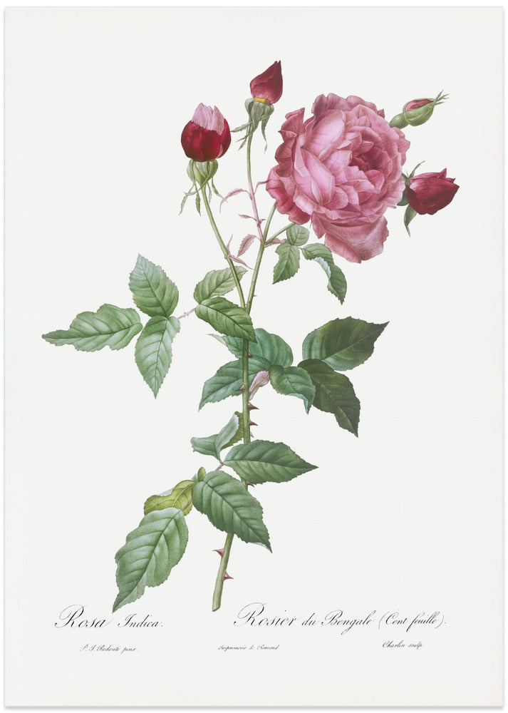 Provence Rose, Les Roses (1817–1824)