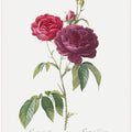 Purple French Rose, Les Roses (1817–1824)