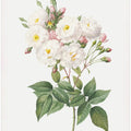 Rosa × Noisettiana, Les Roses (1817–1824)