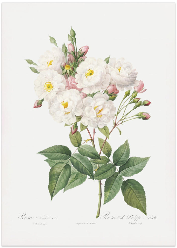Rosa × Noisettiana, Les Roses (1817–1824)