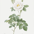 Rosa Alba Flore Pleno, Les Roses (1817–1824)