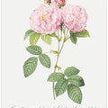 Rosa Bifera Officinalis, Les Roses (1817–1824)