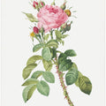 Rosa Bifera Macrocarpa, Les Roses (1817–1824)