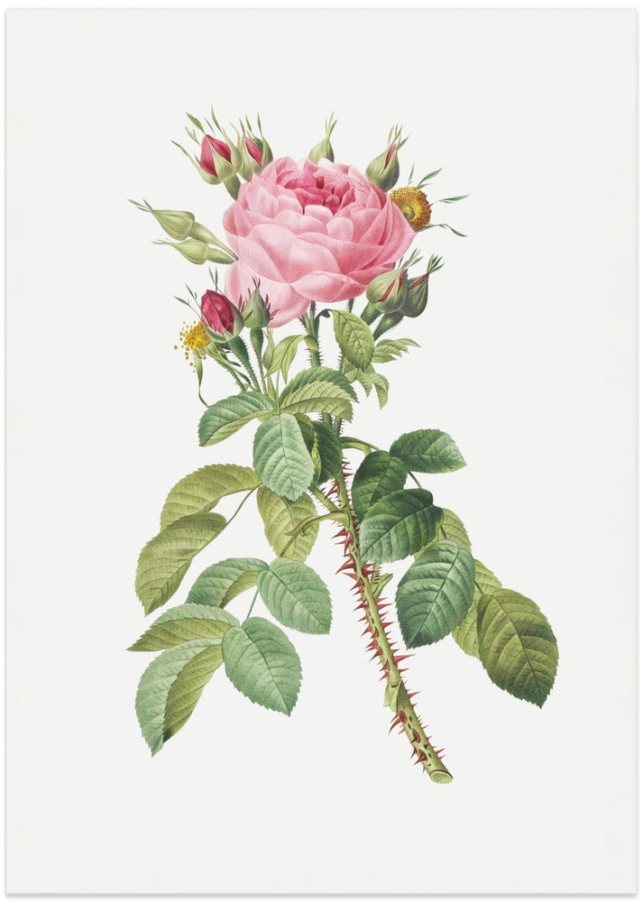 Rosa Bifera Macrocarpa, Les Roses (1817–1824)