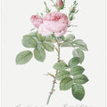 Rosa Bifera Officinalis,les Roses (1817–1824)