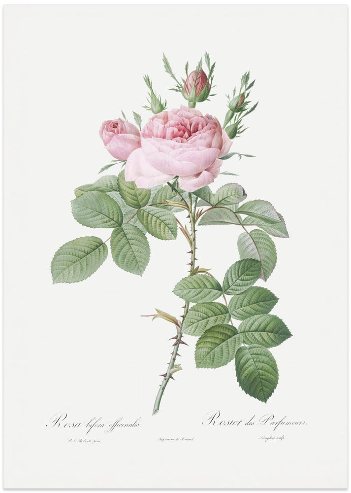 Rosa Bifera Officinalis,les Roses (1817–1824)