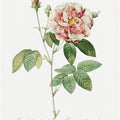 Rosa Gallica (1817–1824), Les Rose
