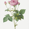 Rosa Gallica Granules, Les Roses (1817–1824)