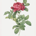 Rosa Gallica Pontiana, Les Roses (1817–1824)