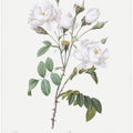 Rosa Gallica Pontiana, Les Roses (1817–1824)