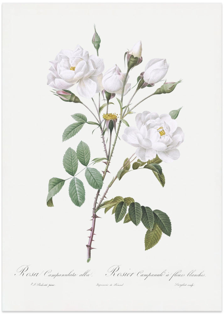 Rosa Gallica Pontiana, Les Roses (1817–1824)