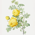 Rosa Hemisphaerica, Les Roses (1817–1824)