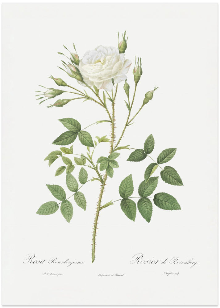 Rose of Rosenberg, Les Roses (1817–1824)