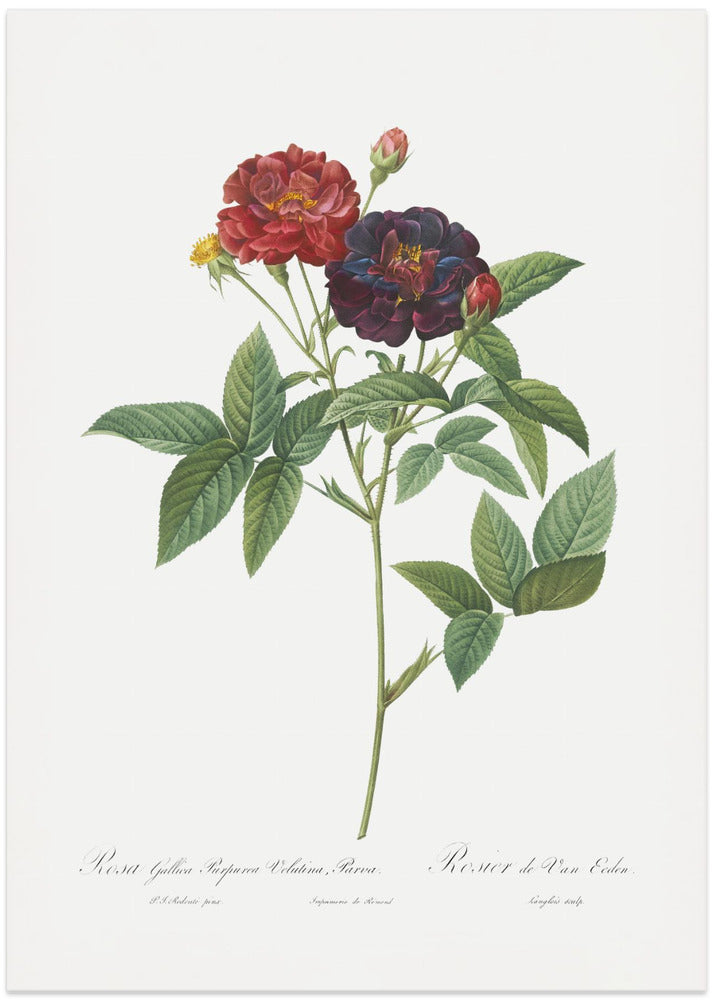 Rose of Van Eeden, Les Roses (1817–1824)
