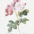 Rosebush, Les Roses (1817–1824)