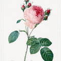 Rosier a Cent Feuilles, From Les Roses