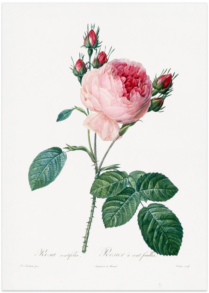 Rosier a Cent Feuilles, From Les Roses