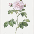Royal White Rose, Les Roses (1817–1824)