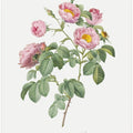 Semi Double Variety of Tomentose Rose, Les Roses (1817–1824)