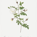 Silver Flowered Hispid Rose, Les Roses (1817–1824)