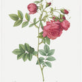 Turnip Roses, Les Roses (1817–1824)