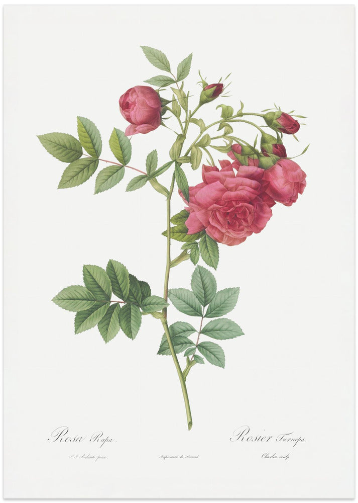 Turnip Roses, Les Roses (1817–1824)