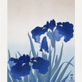 Iris Flowers