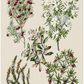 Antique Flowers Drawn By Sarah Featon (1848–1927)