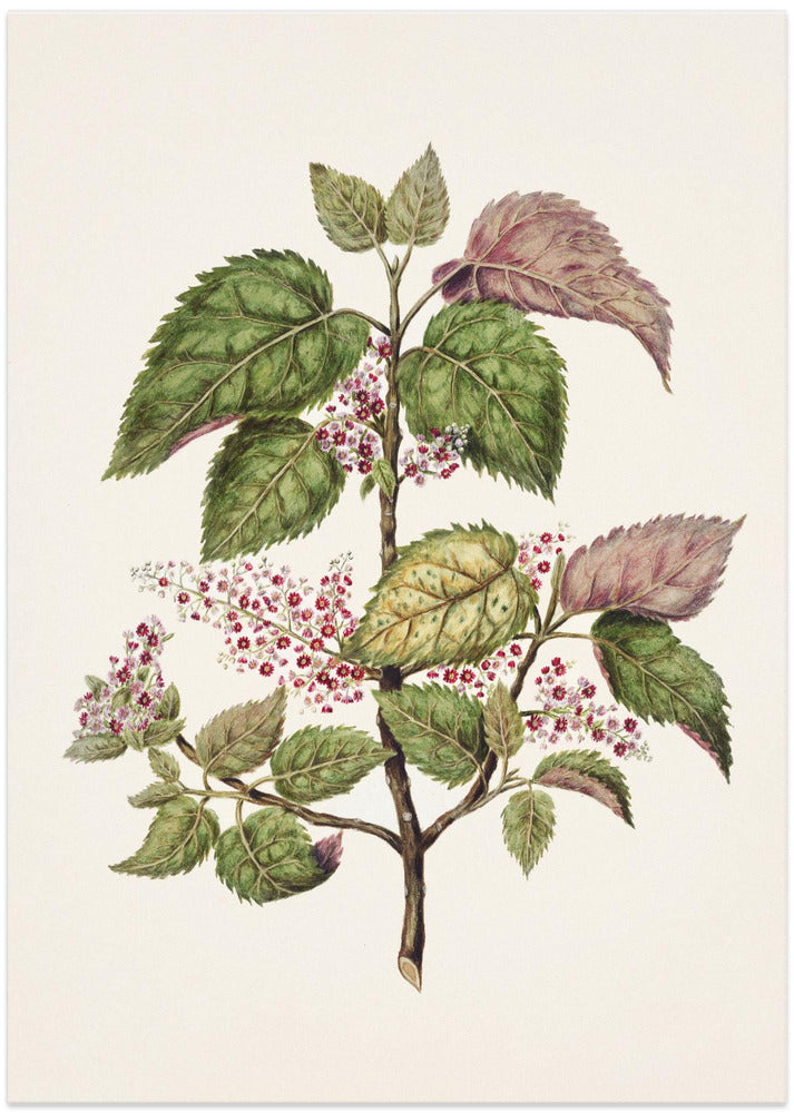 Makomako   Aristotelia Racemosa Drawn By Sarah Featon (1848–1927)