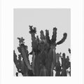 Cactus Silhouette