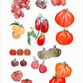 Pomodori Tomatoes Variety