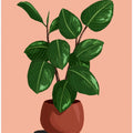 Rubberplant