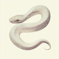 Snake Poster