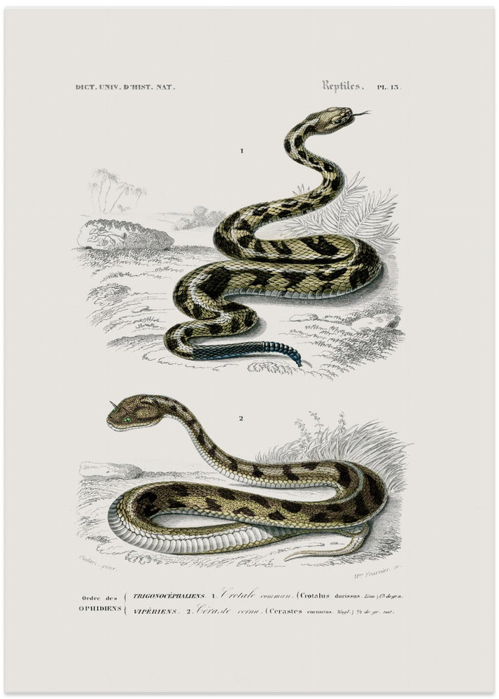 Rattlesnake and Saharan Horned Viper