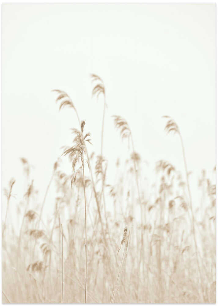 Winter reed
