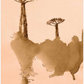 Baobab Trees On A Reflective Landscape